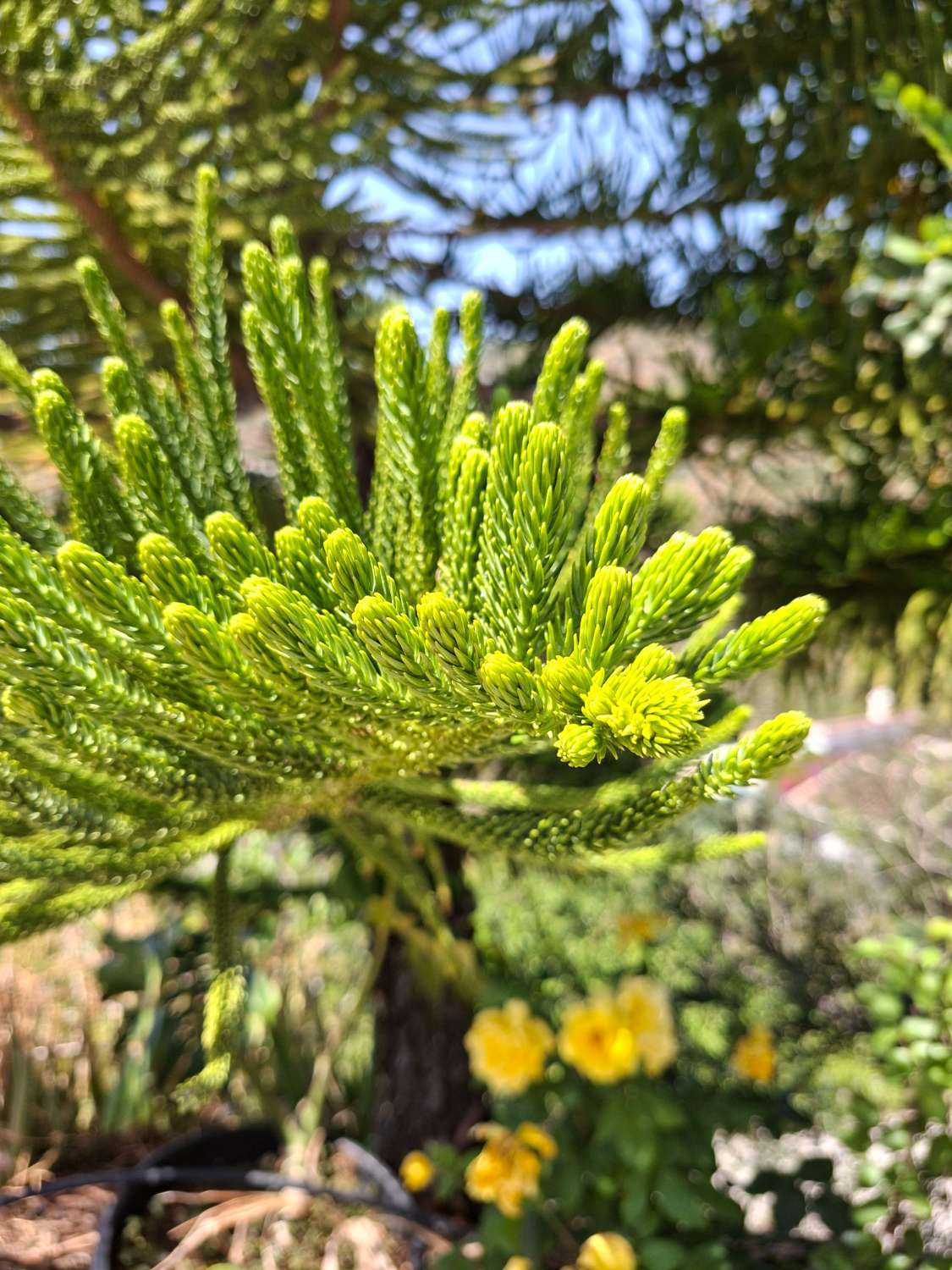 Casa rustica con piscina Cómpeta