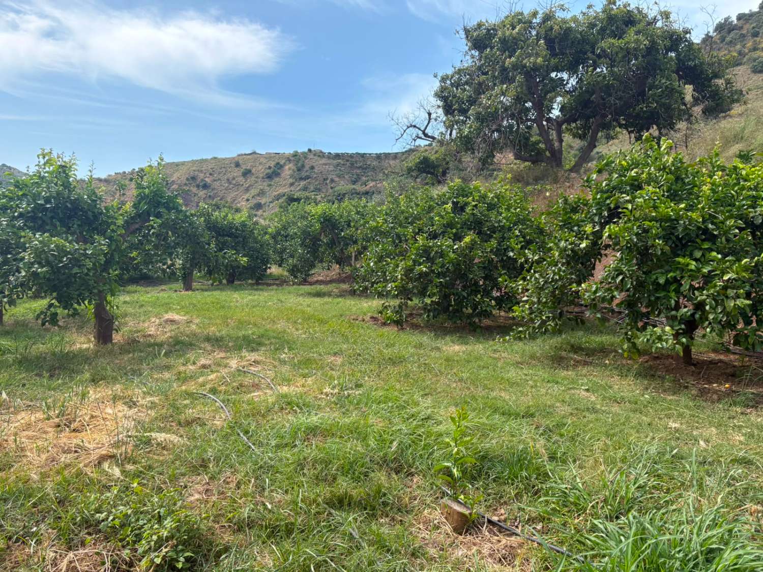 Terreno en venta en La Zubia Cútar