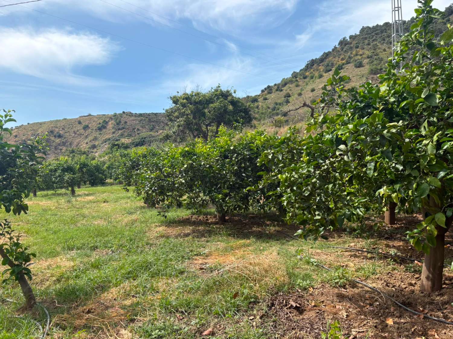 Terreno en venta en La Zubia Cútar
