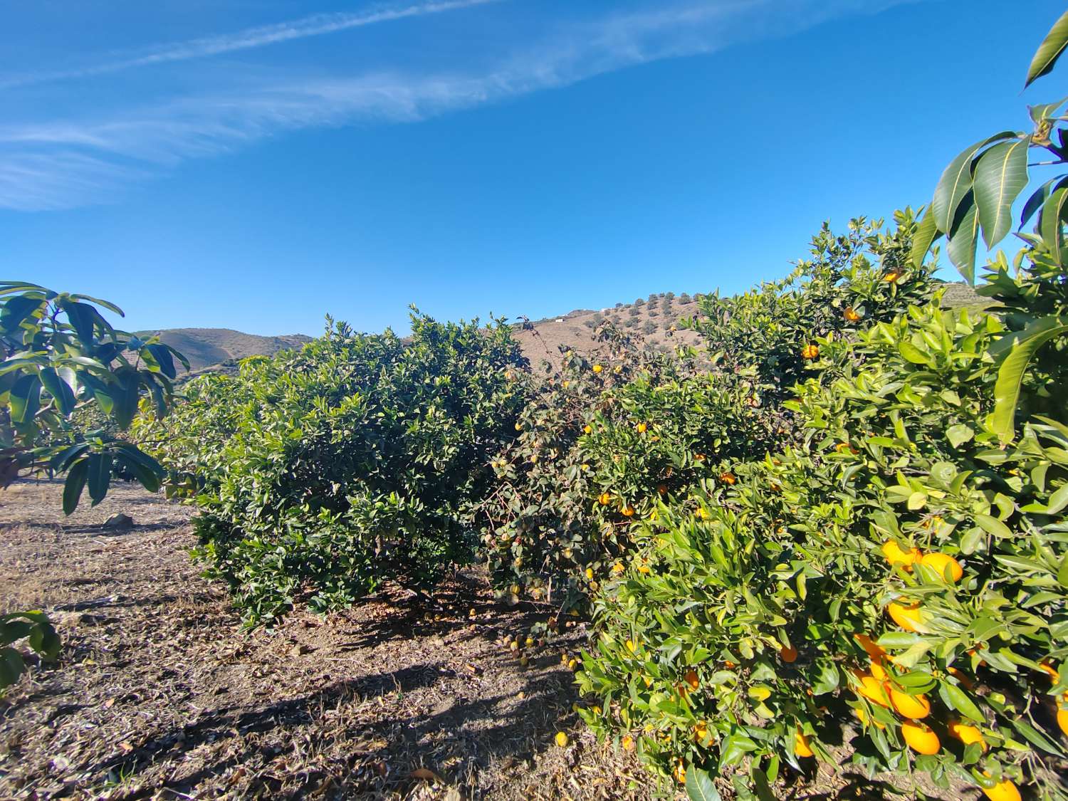 Landejendom med mango produktion i Almayate