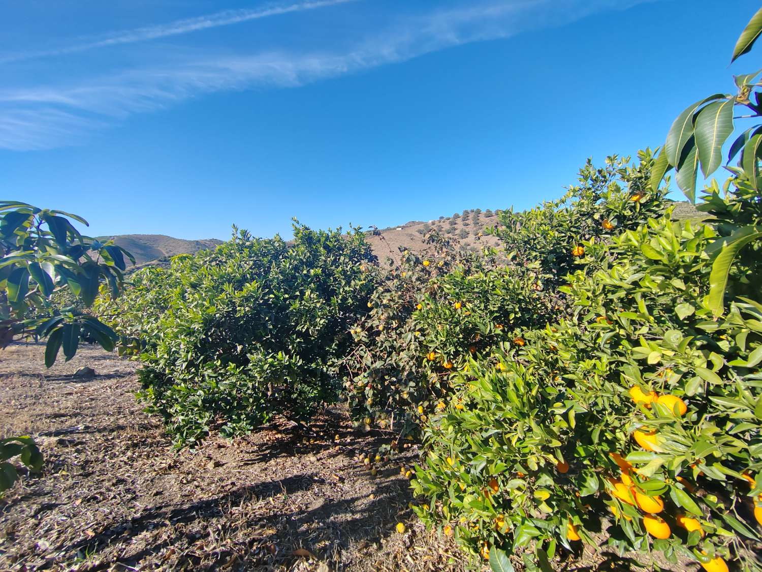 Domaine rustique avec production de mangues à Almayate