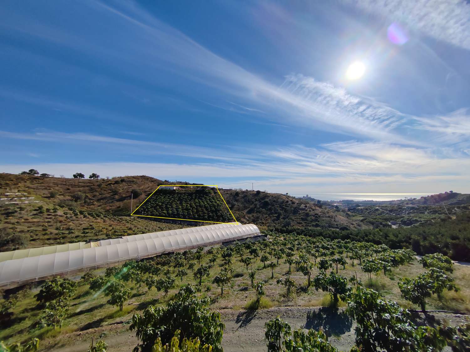 Finca rustica con producción de mangos en Almayate