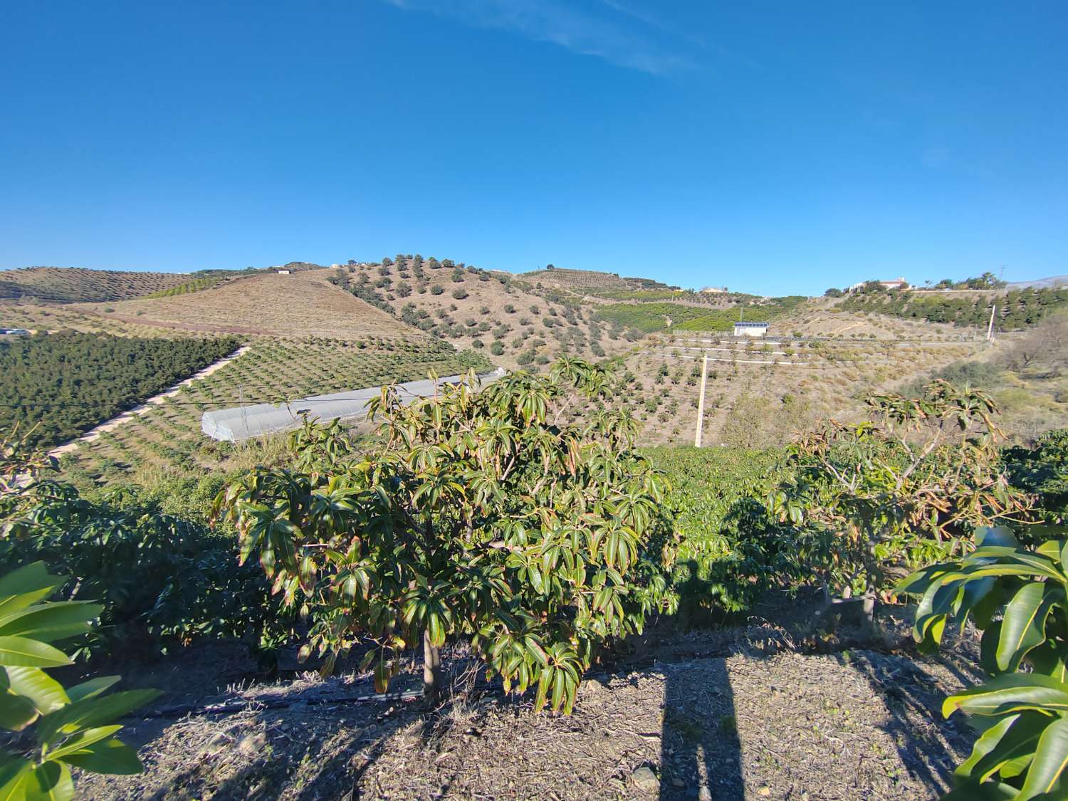 Rustic estate with mango production in Almayate