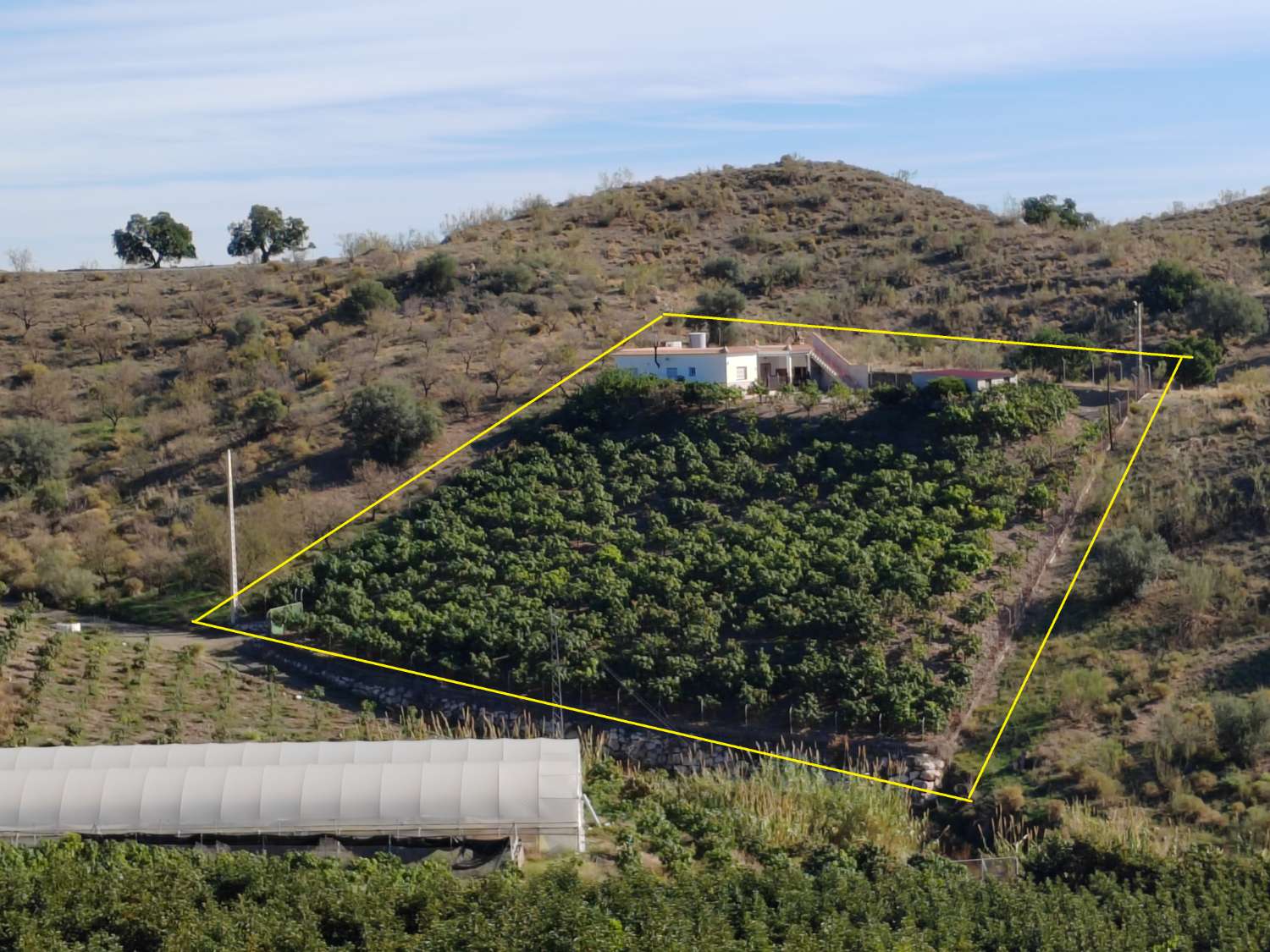 Finca rustica con producción de mangos en Almayate