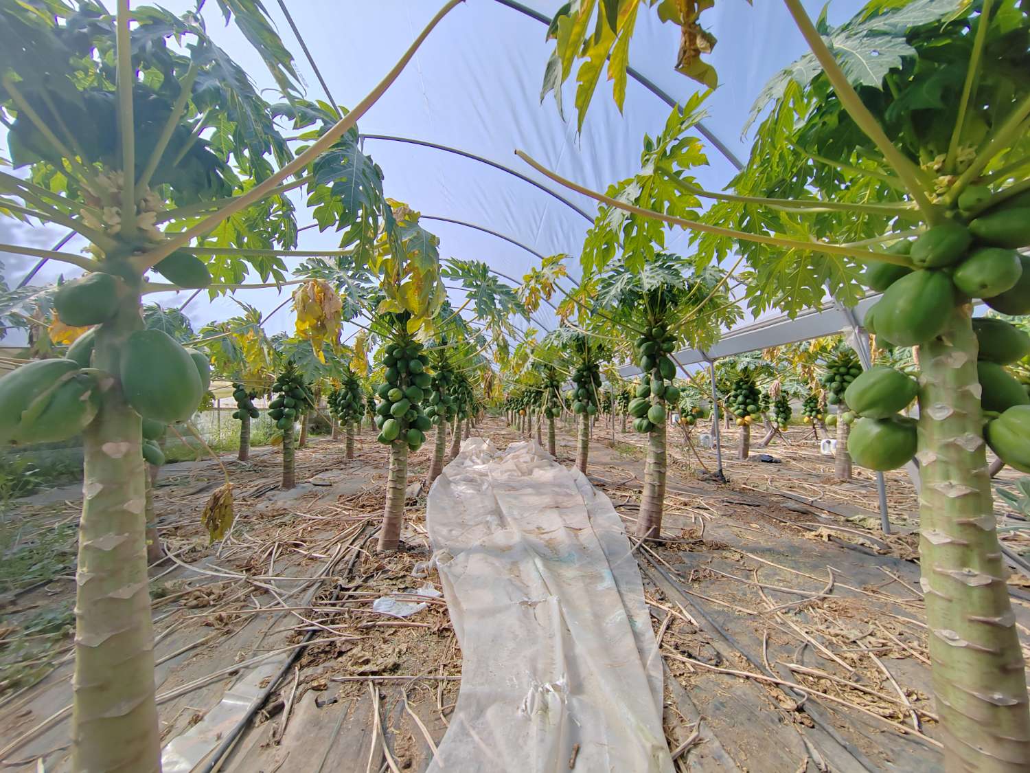 Tropical farm in production with rural house and high profitability – Mango, avocado, papaya and passion fruit – Agricultural investment in full operation