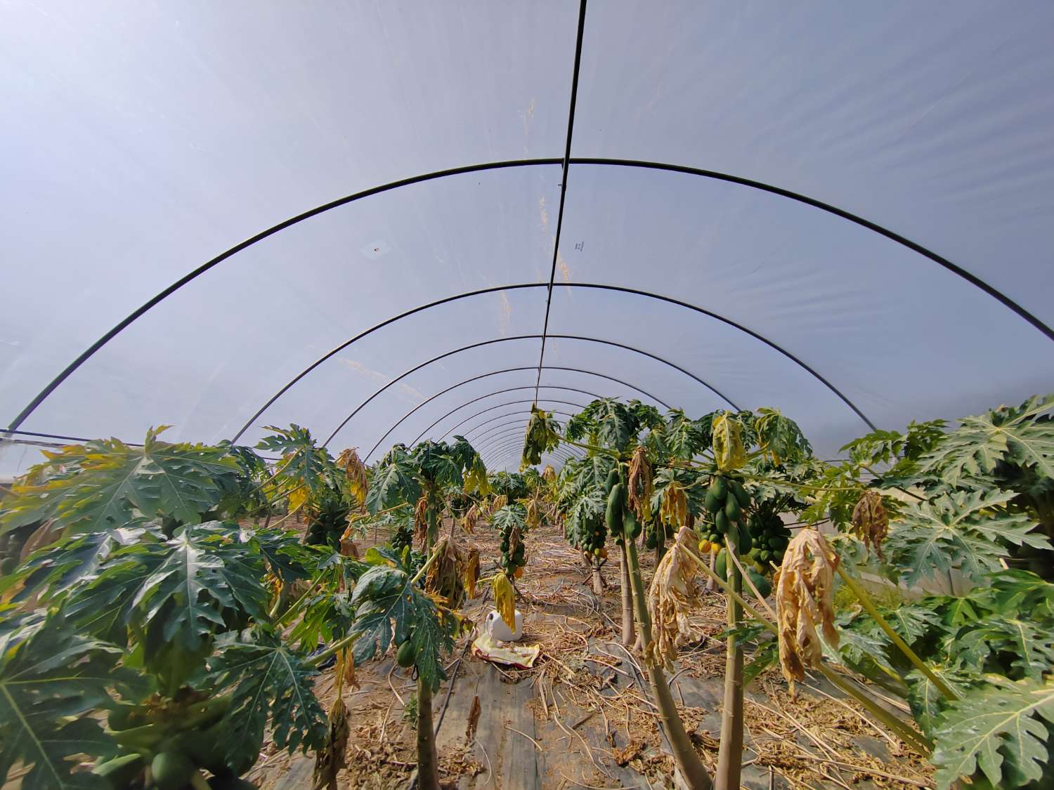 Tropical farm in production with rural house and high profitability – Mango, avocado, papaya and passion fruit – Agricultural investment in full operation