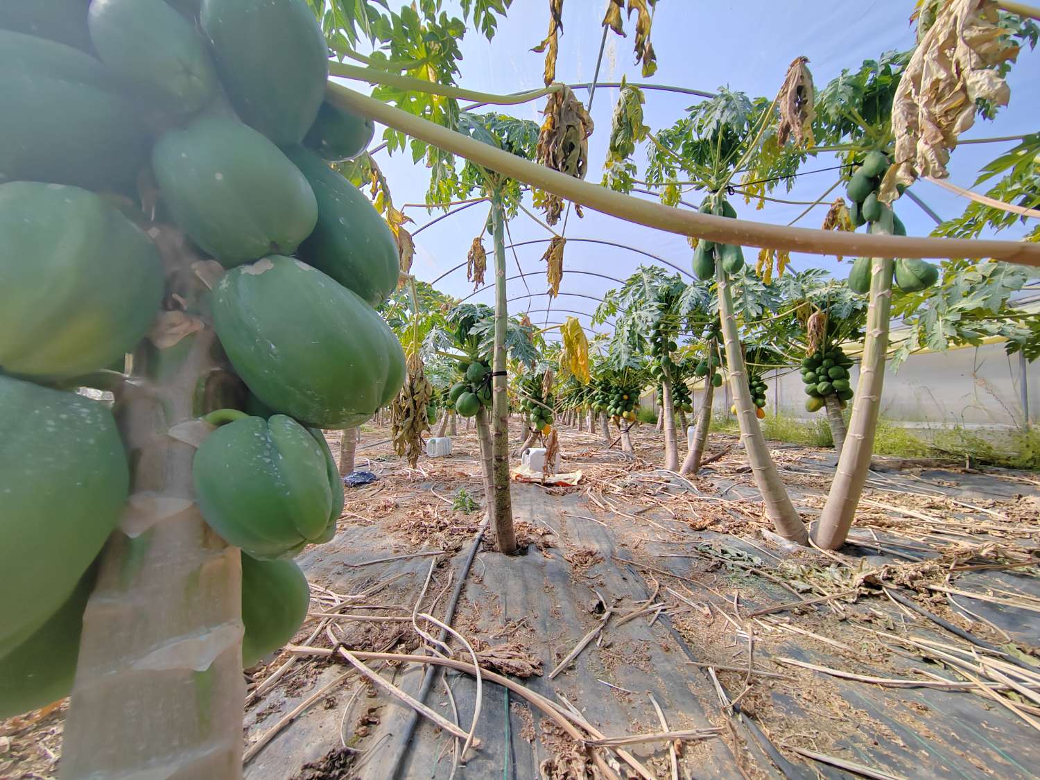 Tropical farm in production with rural house and high profitability – Mango, avocado, papaya and passion fruit – Agricultural investment in full operation