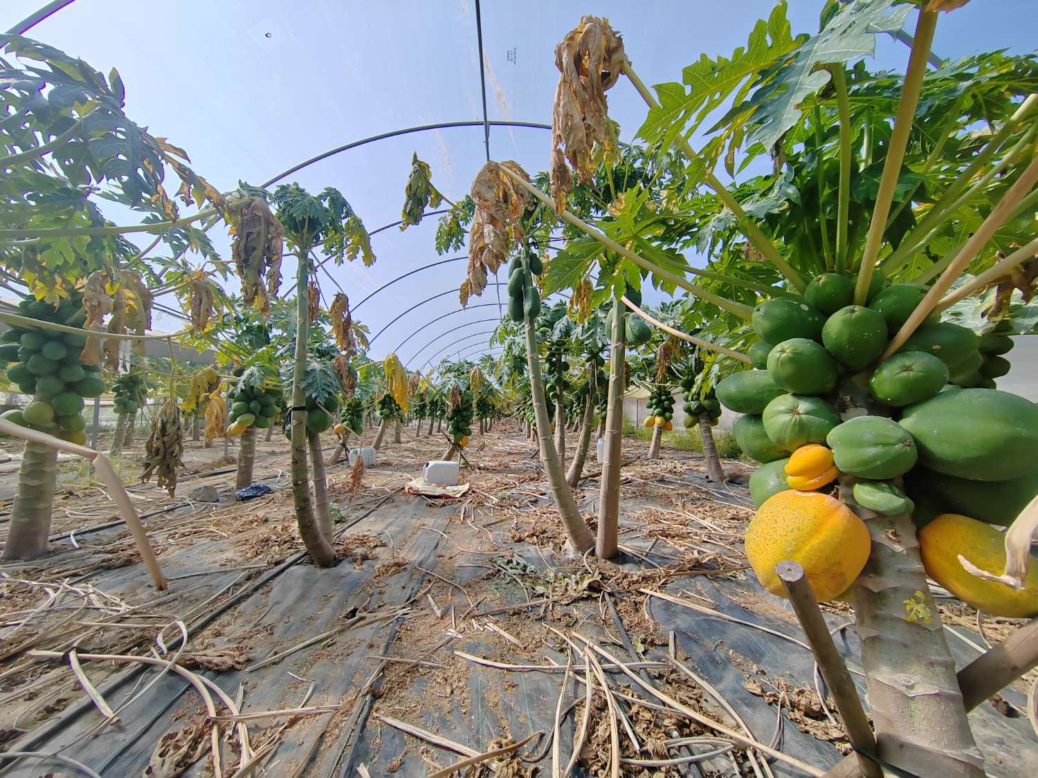Tropical farm in production with rural house and high profitability – Mango, avocado, papaya and passion fruit – Agricultural investment in full operation
