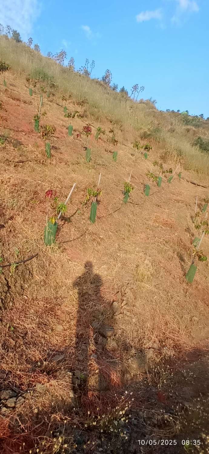 Finca avec arbres fruitiers à Triana– Vélez-Málaga
