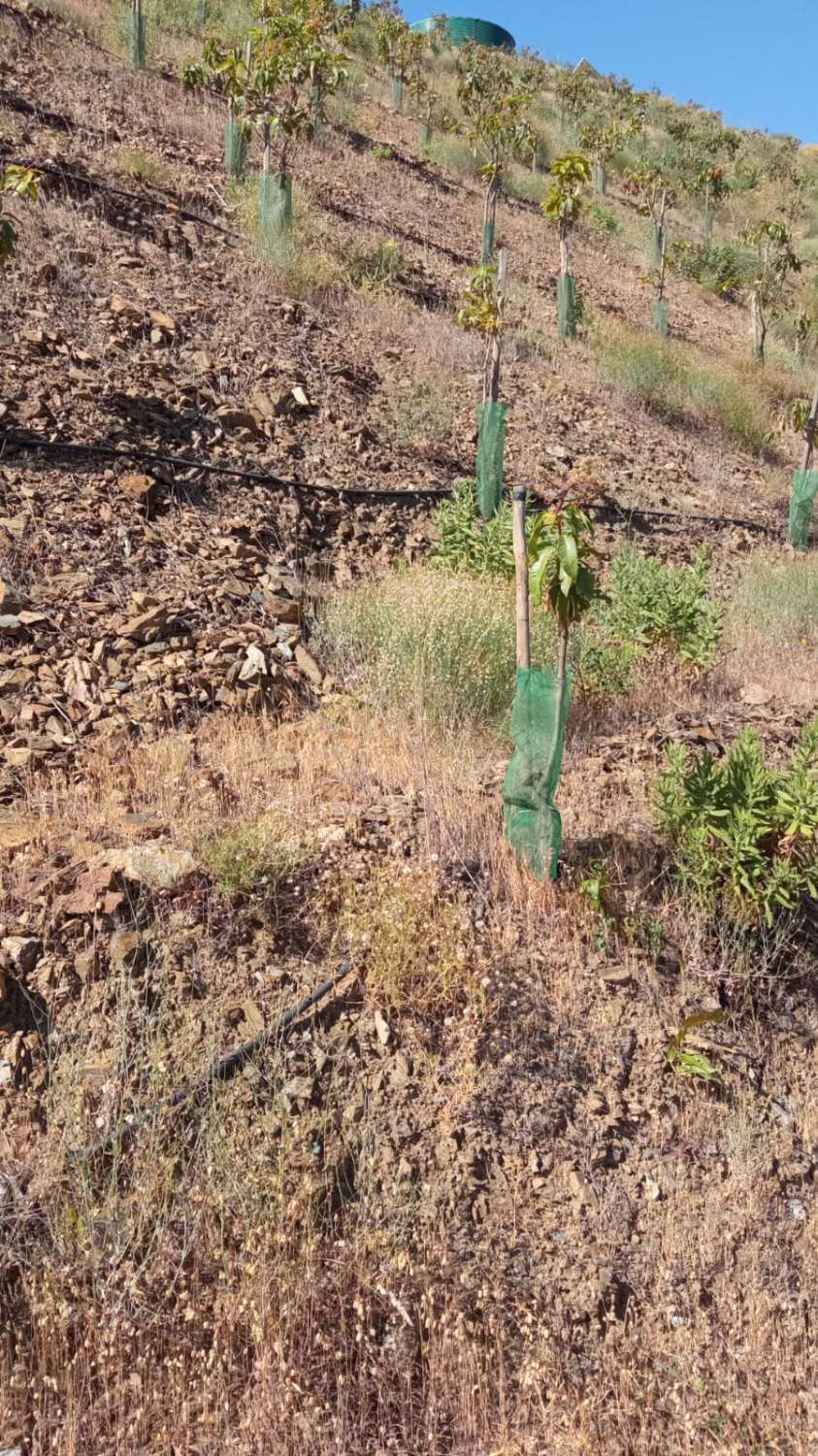 Finca avec arbres fruitiers à Triana– Vélez-Málaga