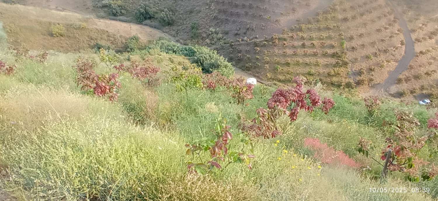 Finca avec arbres fruitiers à Triana– Vélez-Málaga