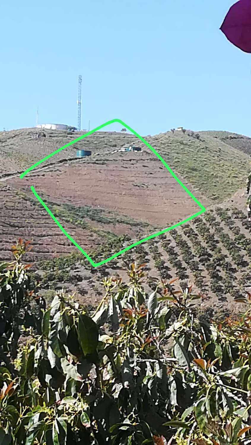 Finca avec arbres fruitiers à Triana– Vélez-Málaga