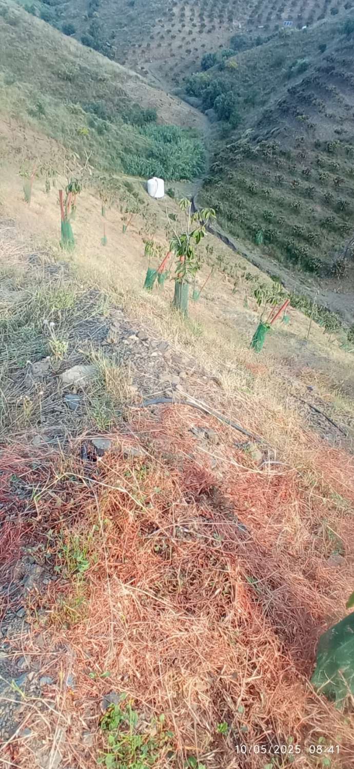 Finca avec arbres fruitiers à Triana– Vélez-Málaga