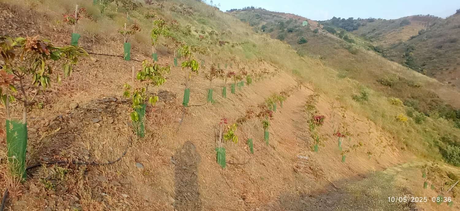 Finca avec arbres fruitiers à Triana– Vélez-Málaga