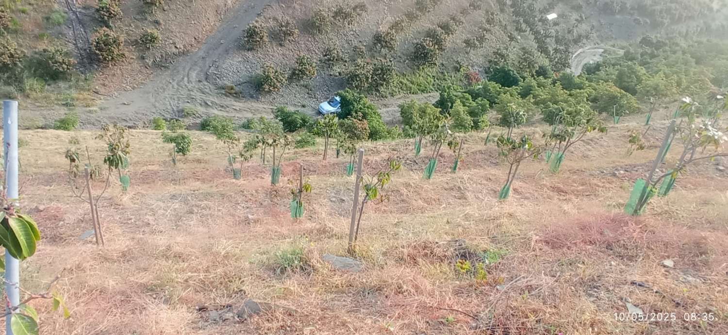 Finca avec arbres fruitiers à Triana– Vélez-Málaga
