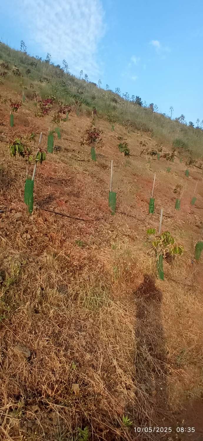 Finca avec arbres fruitiers à Triana– Vélez-Málaga