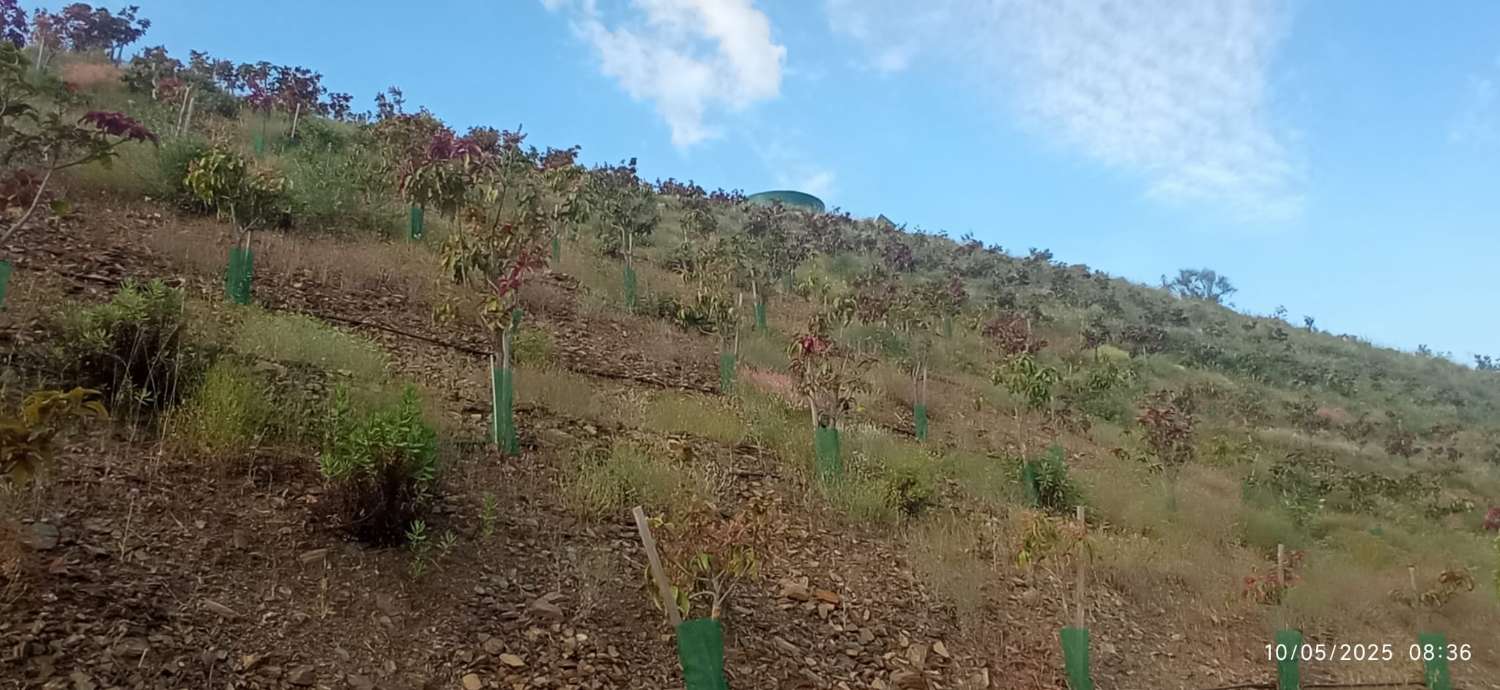 Finca avec arbres fruitiers à Triana– Vélez-Málaga