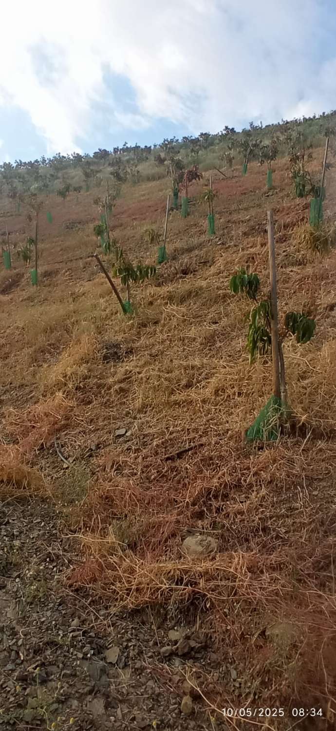 Finca avec arbres fruitiers à Triana– Vélez-Málaga