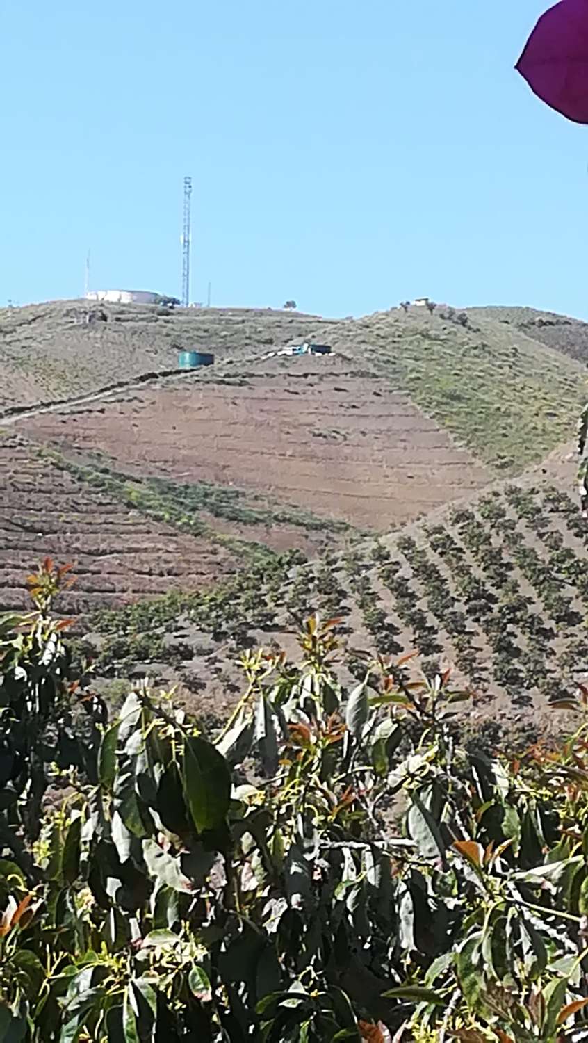 Finca avec arbres fruitiers à Triana– Vélez-Málaga