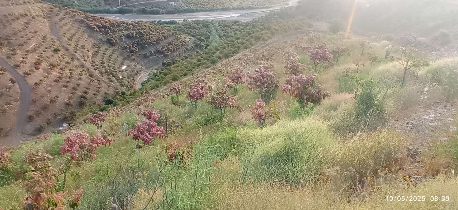 Finca avec arbres fruitiers à Triana– Vélez-Málaga