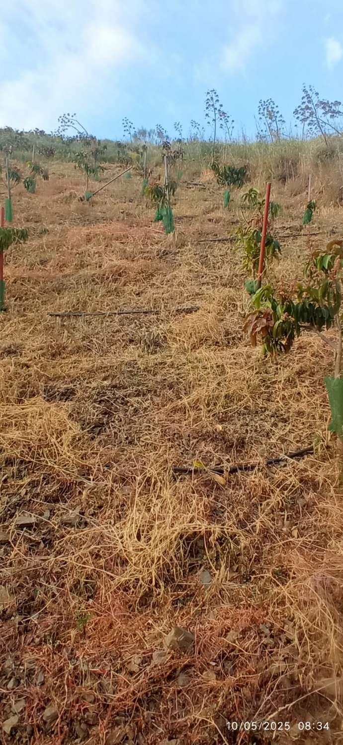 Finca avec arbres fruitiers à Triana– Vélez-Málaga