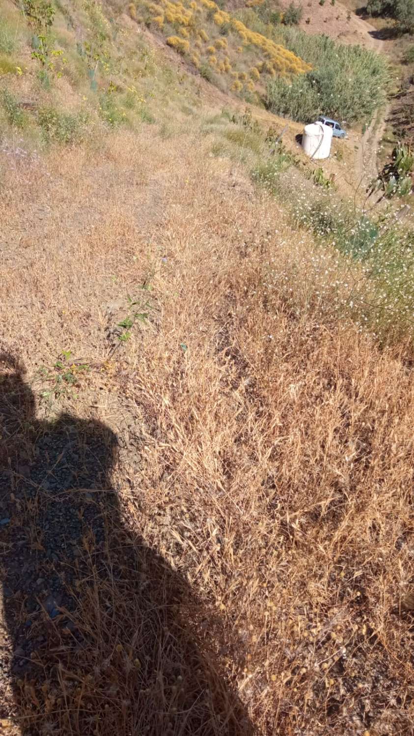 Finca avec arbres fruitiers à Triana– Vélez-Málaga