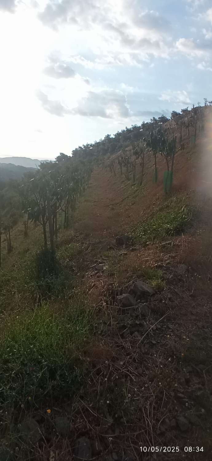 Finca avec arbres fruitiers à Triana– Vélez-Málaga