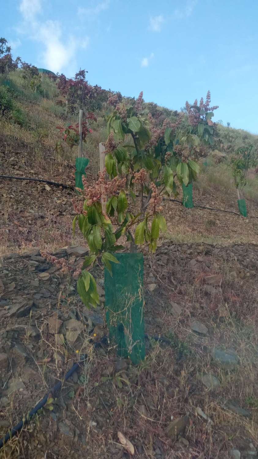 Finca con árboles frutales en Triana– Vélez-Málaga