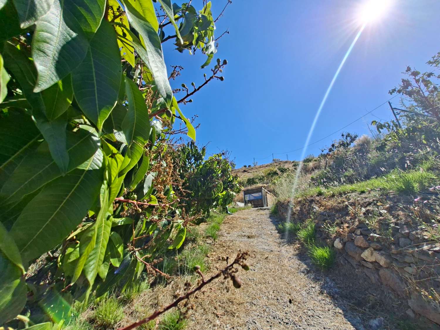 Finca rustica con casa