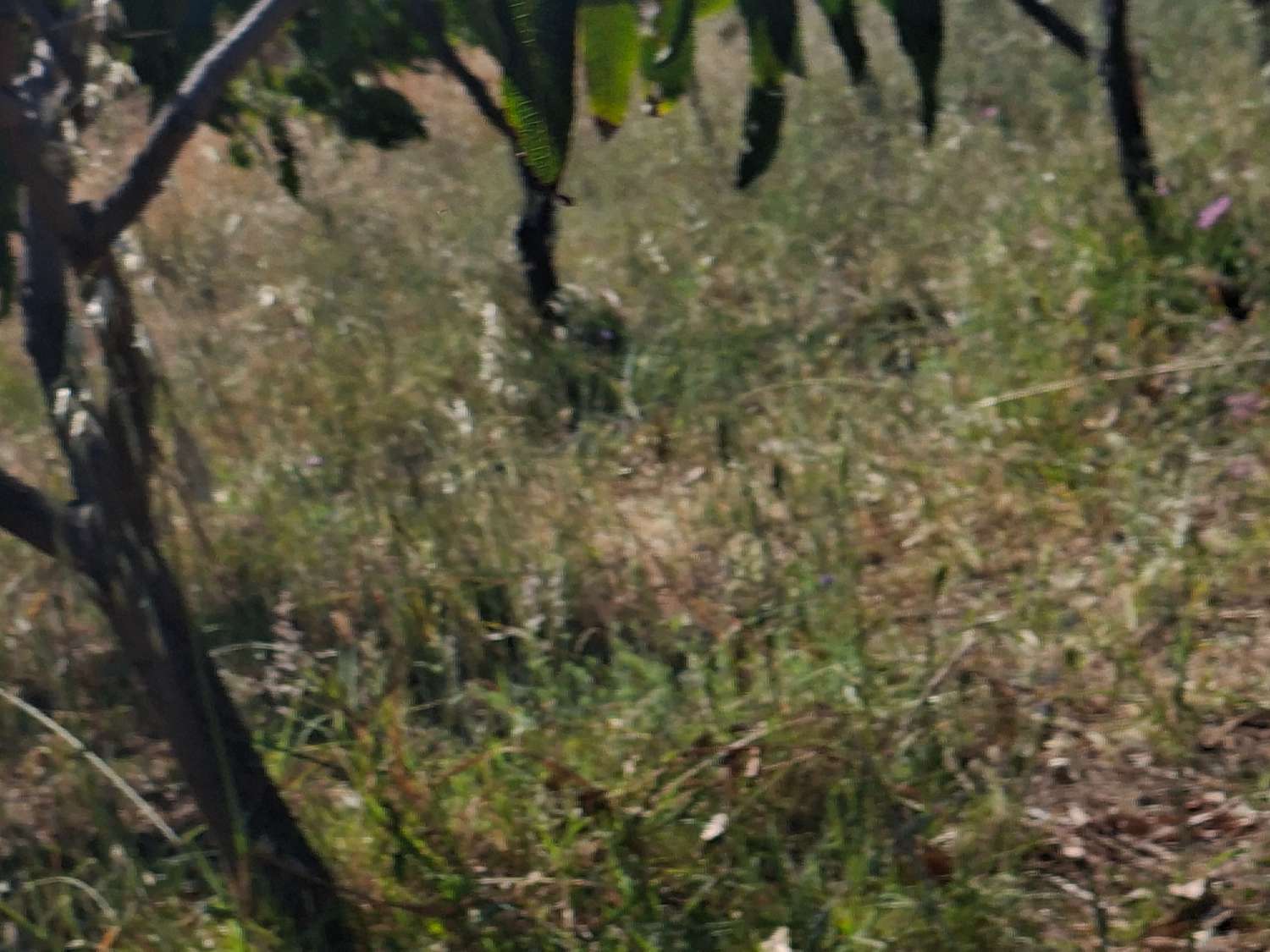 Finca rustica con casa