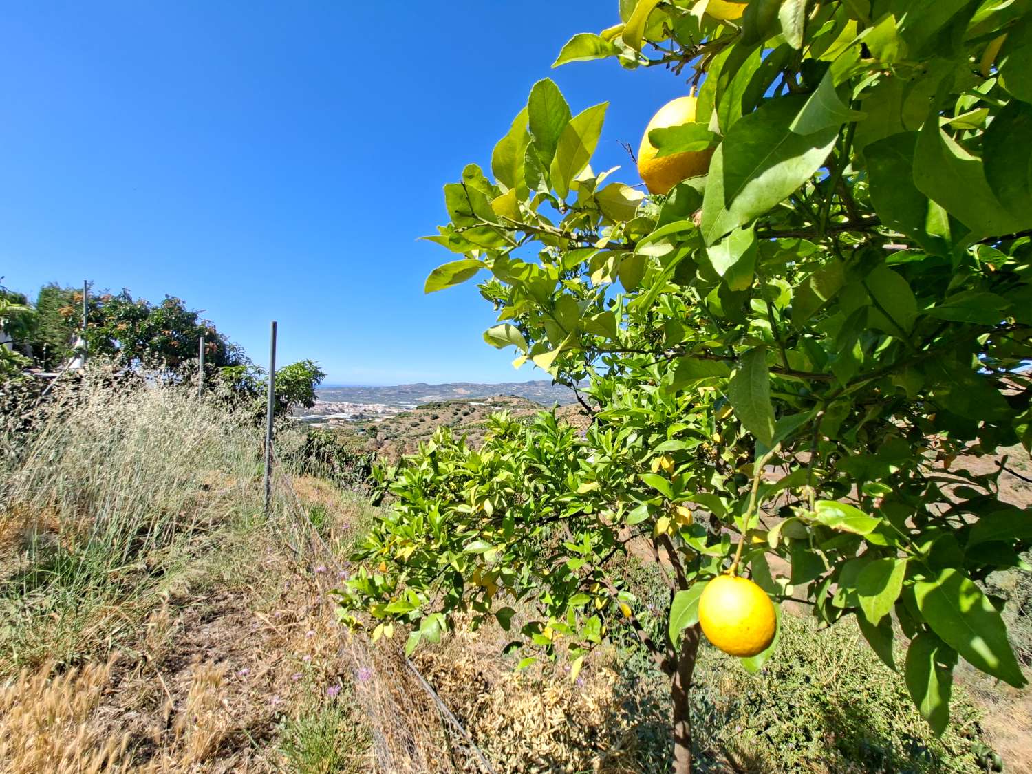 Finca rustica con casa
