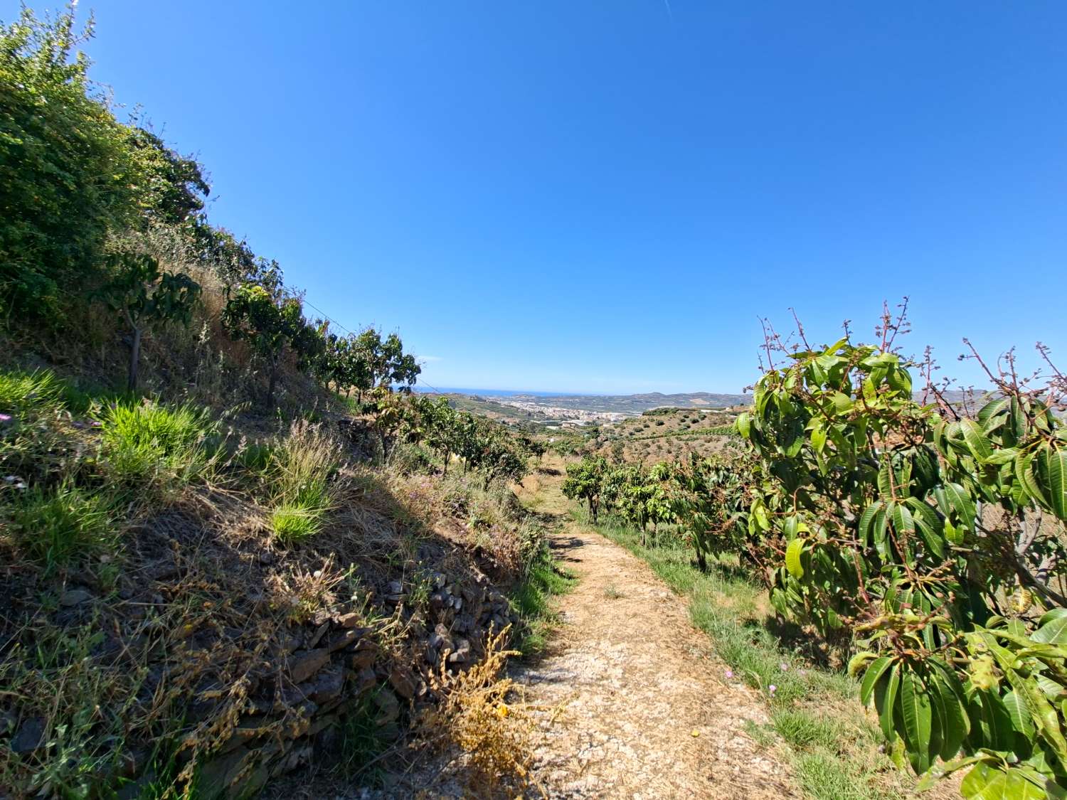 Finca rustica con casa