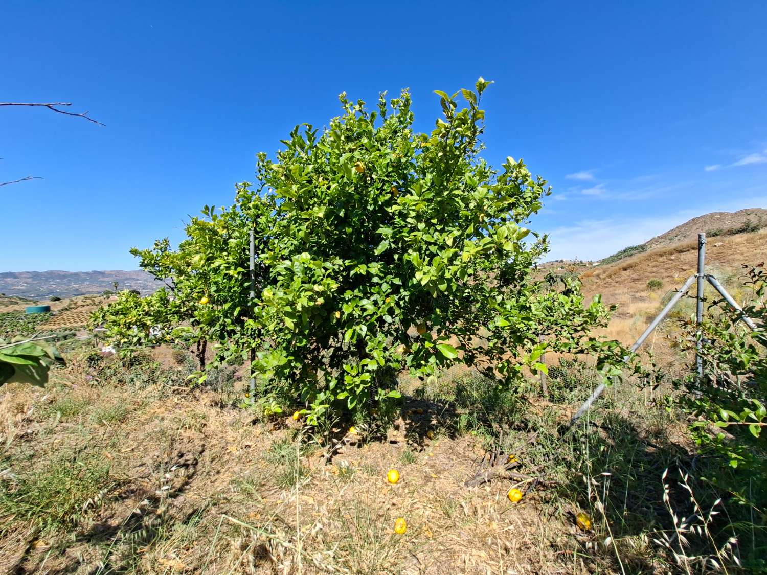 Finca rustica con casa