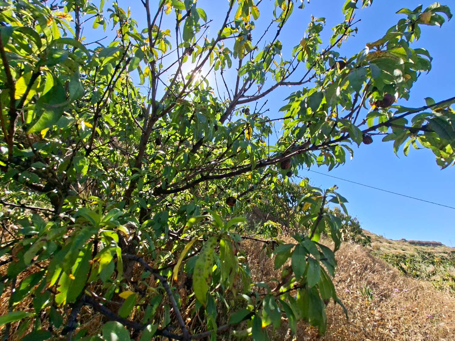 Finca rustica con casa