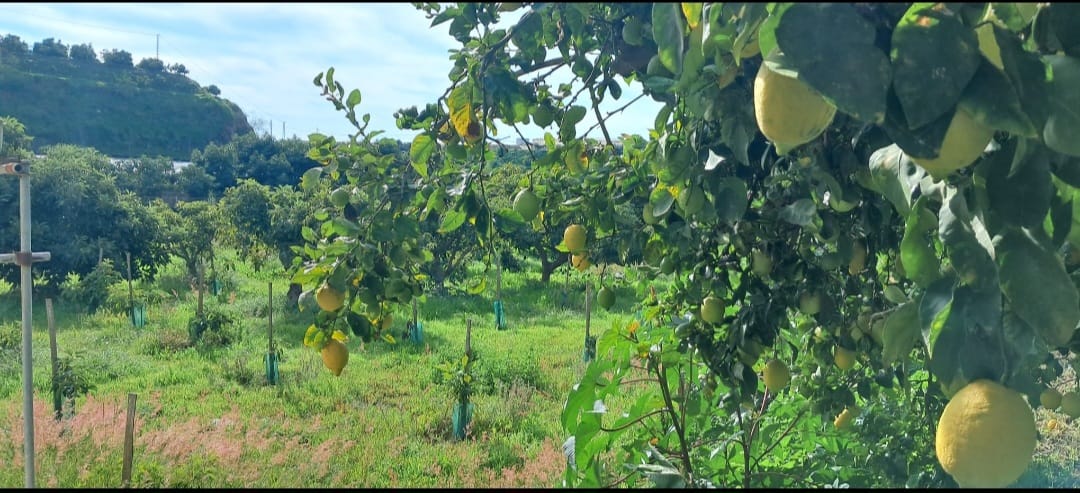 Terreno en Algarrobo con jardin frutal