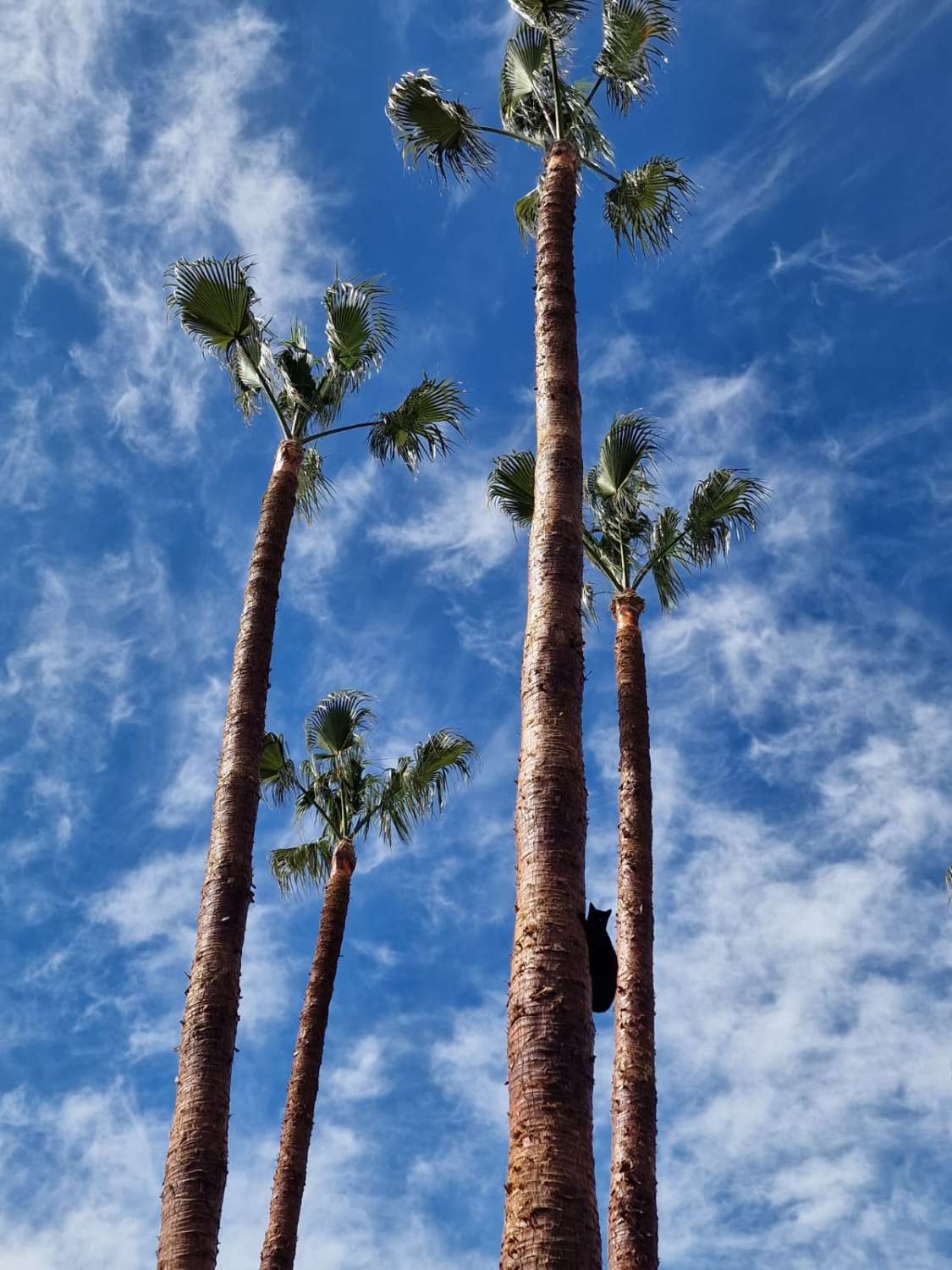 Maison avec terrain à Almayate