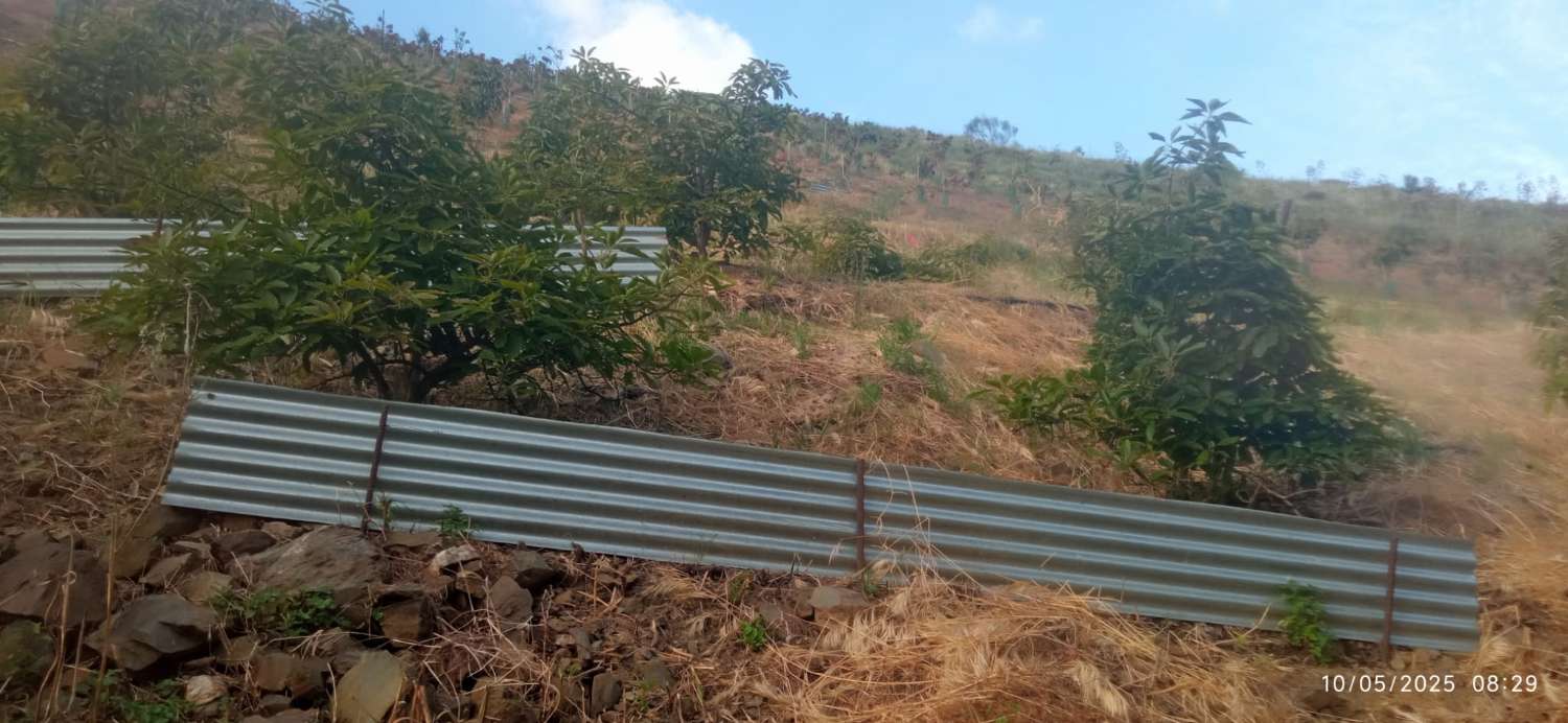 Obstgarten-Finca in Triana– Vélez-Málaga