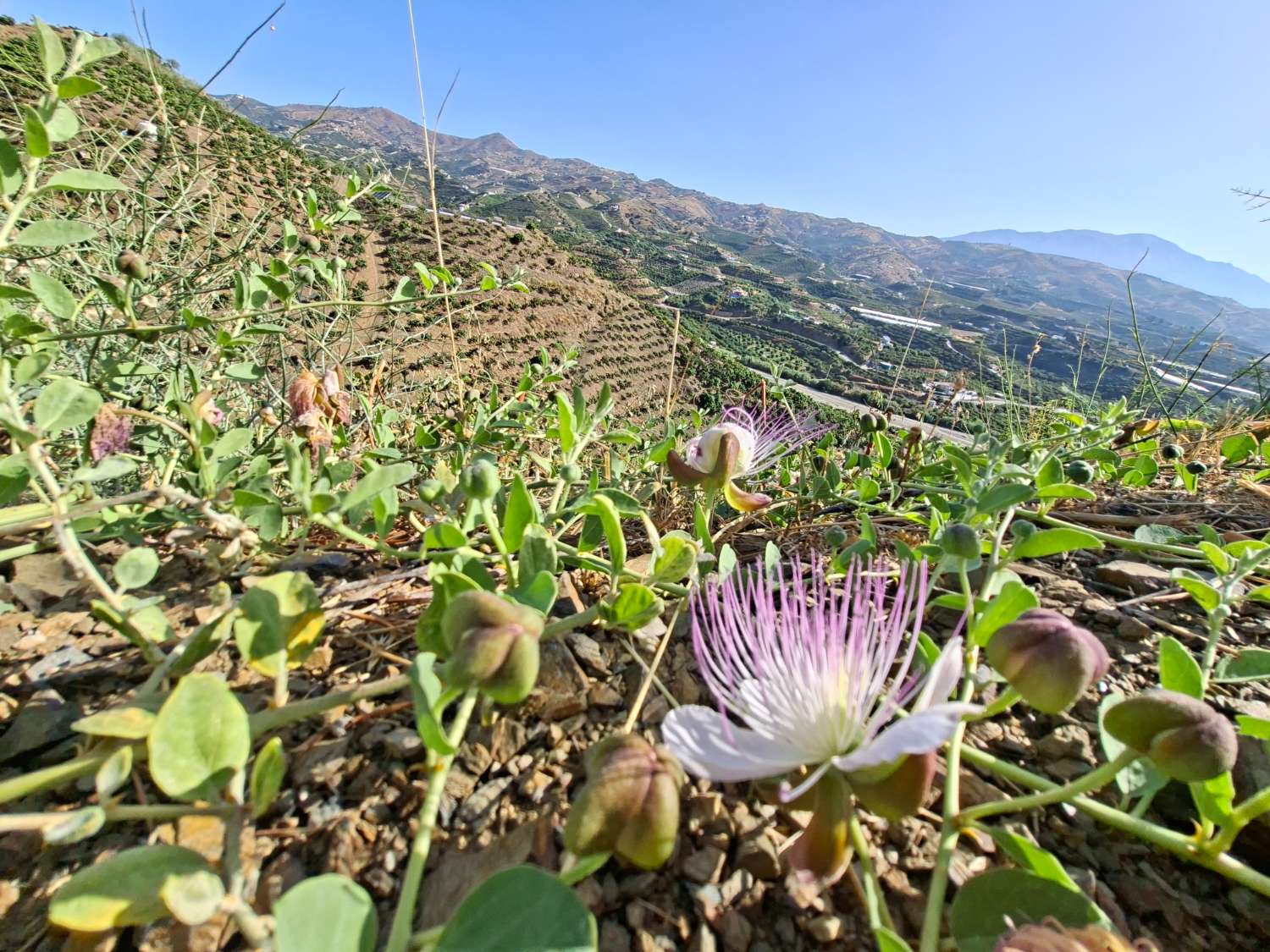 Obstgarten-Finca in Triana– Vélez-Málaga