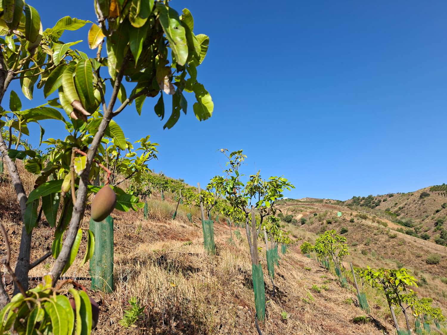 Obstgarten-Finca in Triana– Vélez-Málaga