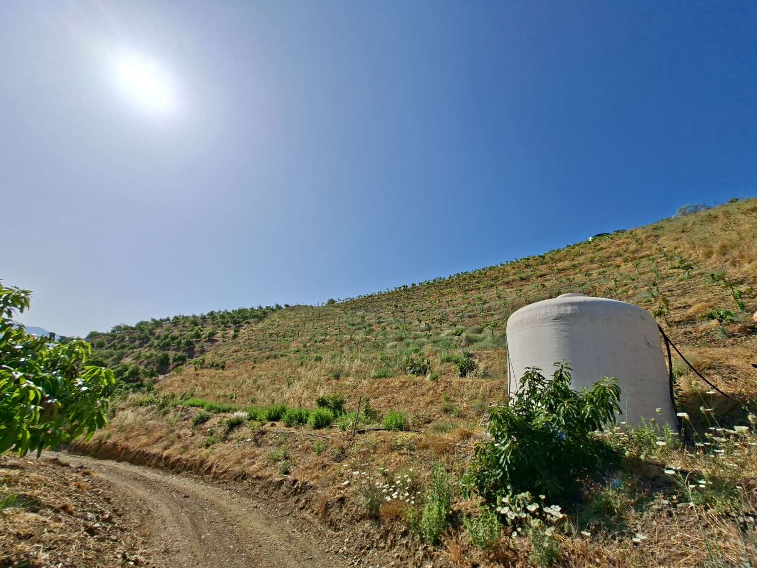 Obstgarten-Finca in Triana– Vélez-Málaga