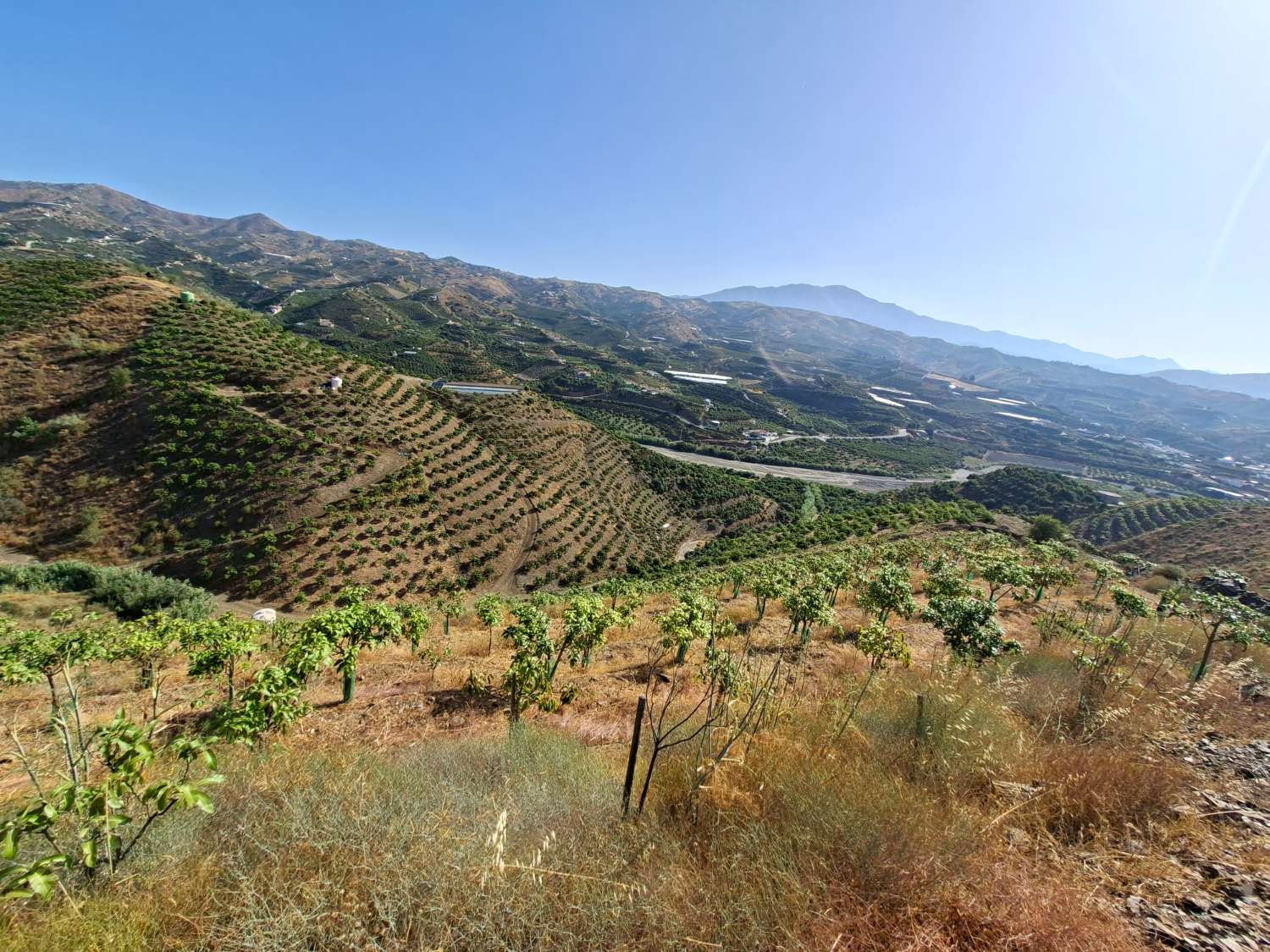 Obstgarten-Finca in Triana– Vélez-Málaga